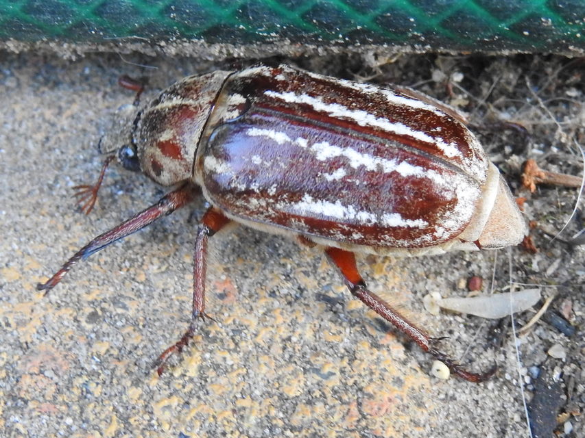 Anoxia orientalis - keleti cserebogár