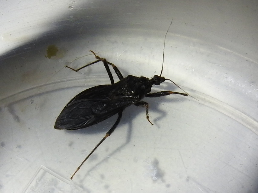 Reduvius personatus - szemetes zugpoloska