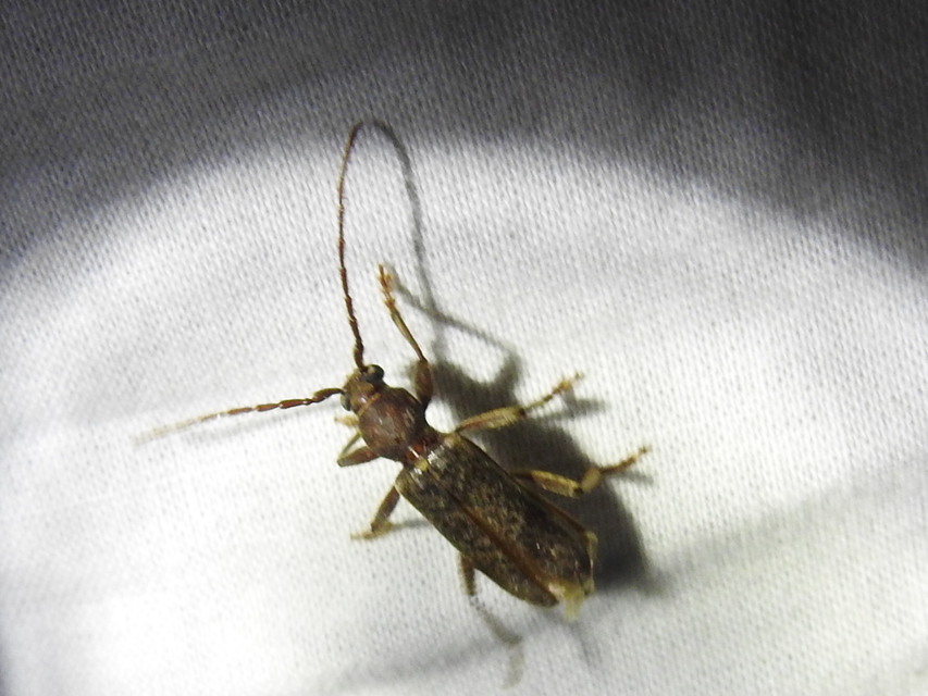 Trichoferus campestris - szállóvendég éjicincér