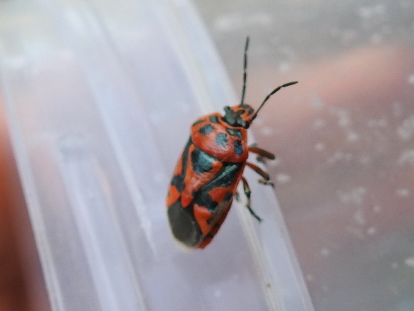 Eurydema ornata - díszespoloska Eurydema ornata - díszespoloska