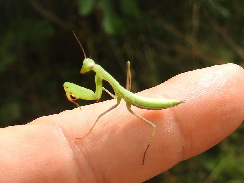 Mantis religiosa - imádkozósáska