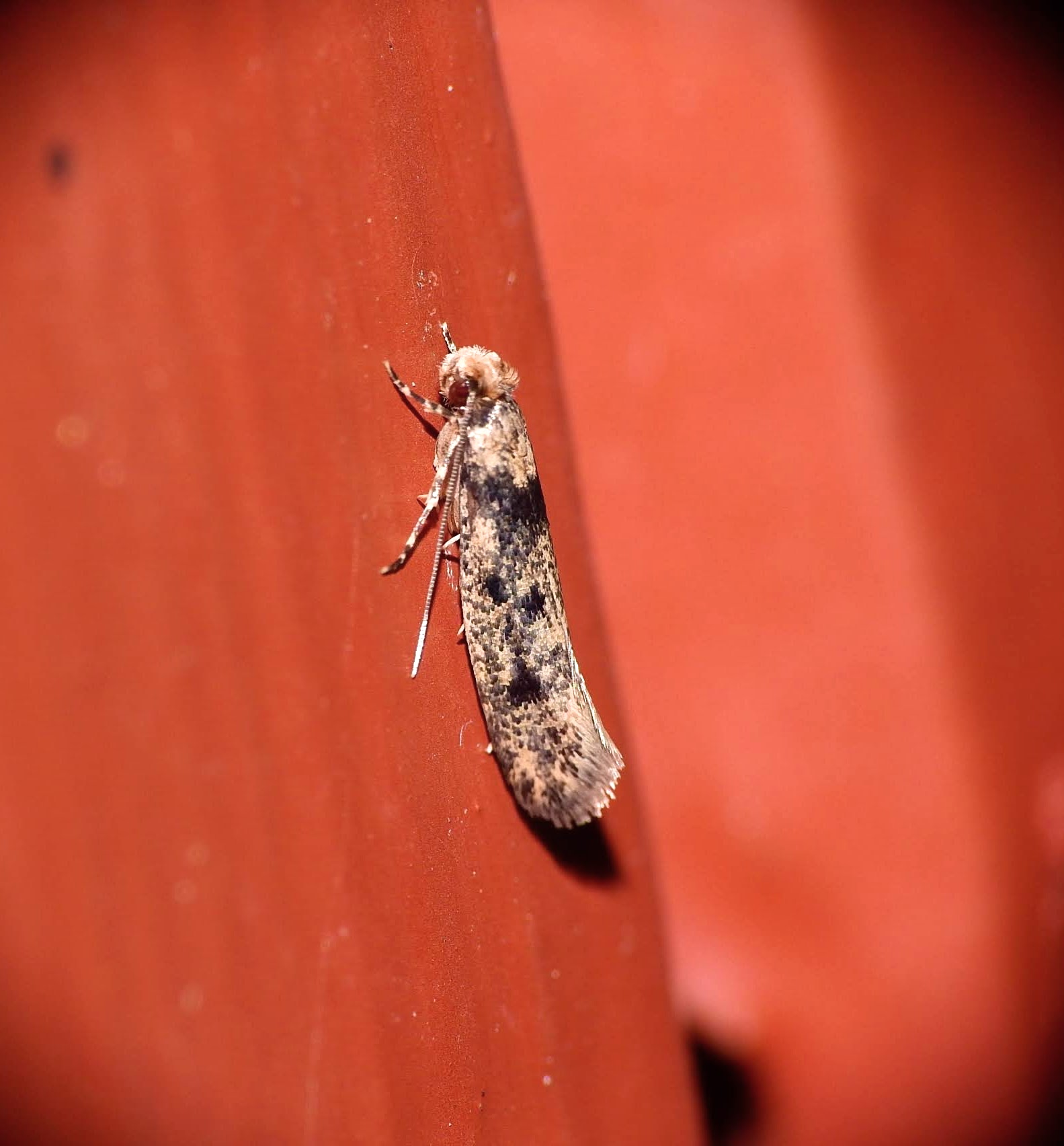 Niditinea fuscella - pettyes fészekmoly