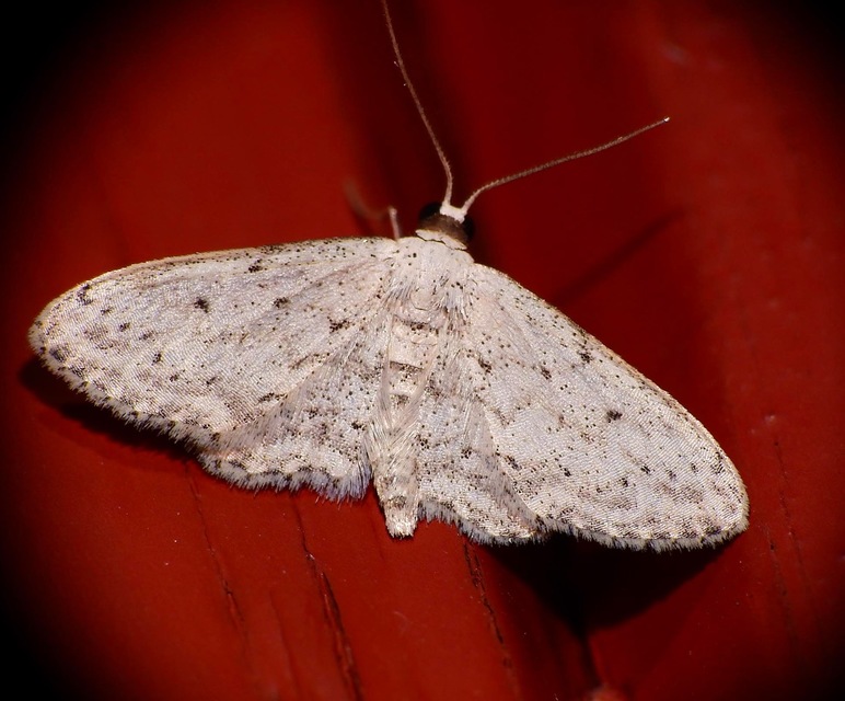 Idaea seriata - szürke apróaraszoló