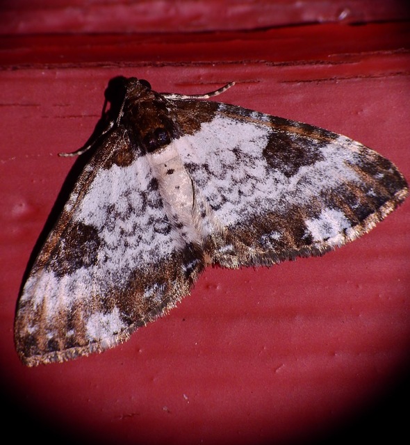Melanthia procellata - hullámos tarkaaraszoló