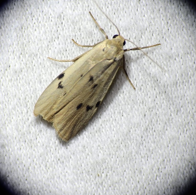 Pelosia muscerda - hamvas zuzmószövő