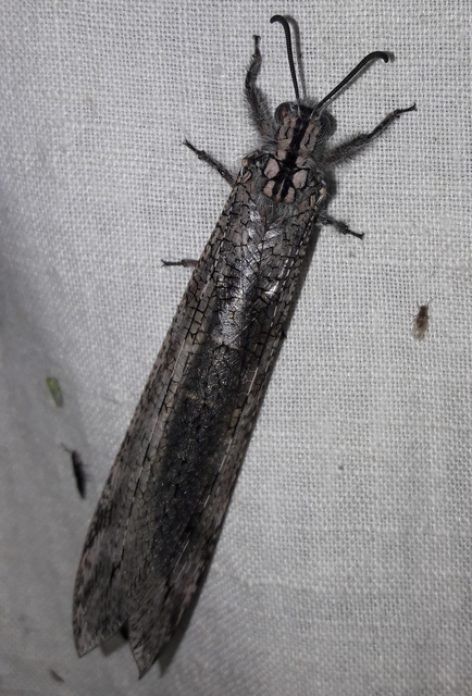 Acanthaclisis occitanica - pusztai hangyaleső
