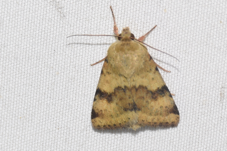 Heliothis viriplaca - mácsonyabagoly