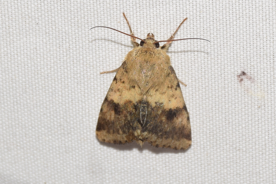 Heliothis viriplaca - mácsonyabagoly
