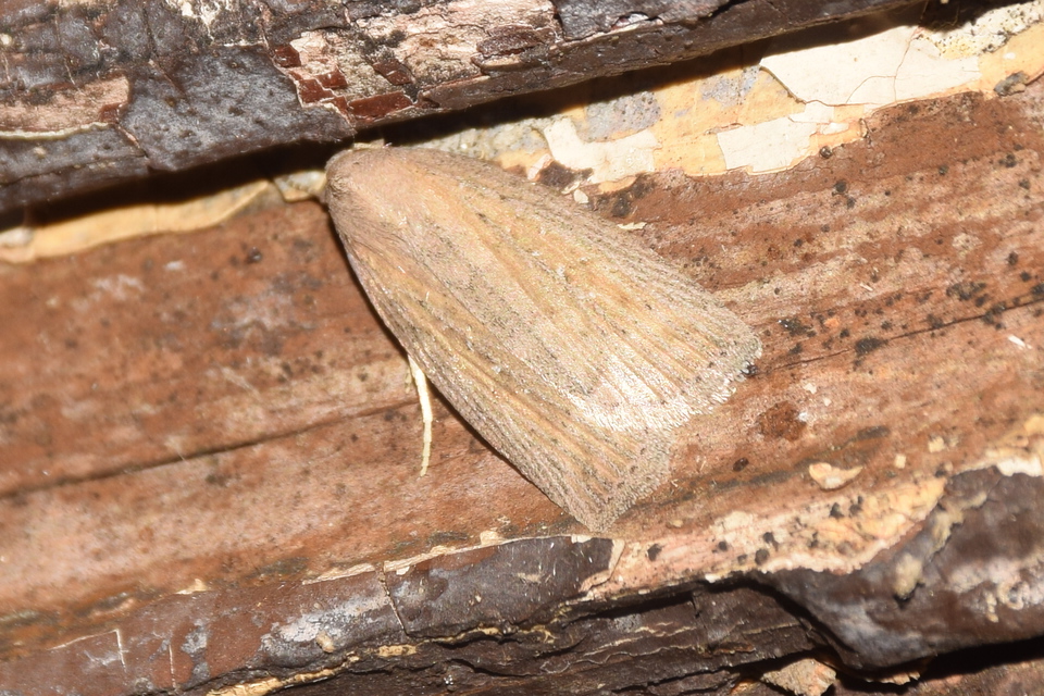 Chilodes maritima - négyfoltos nádibagoly