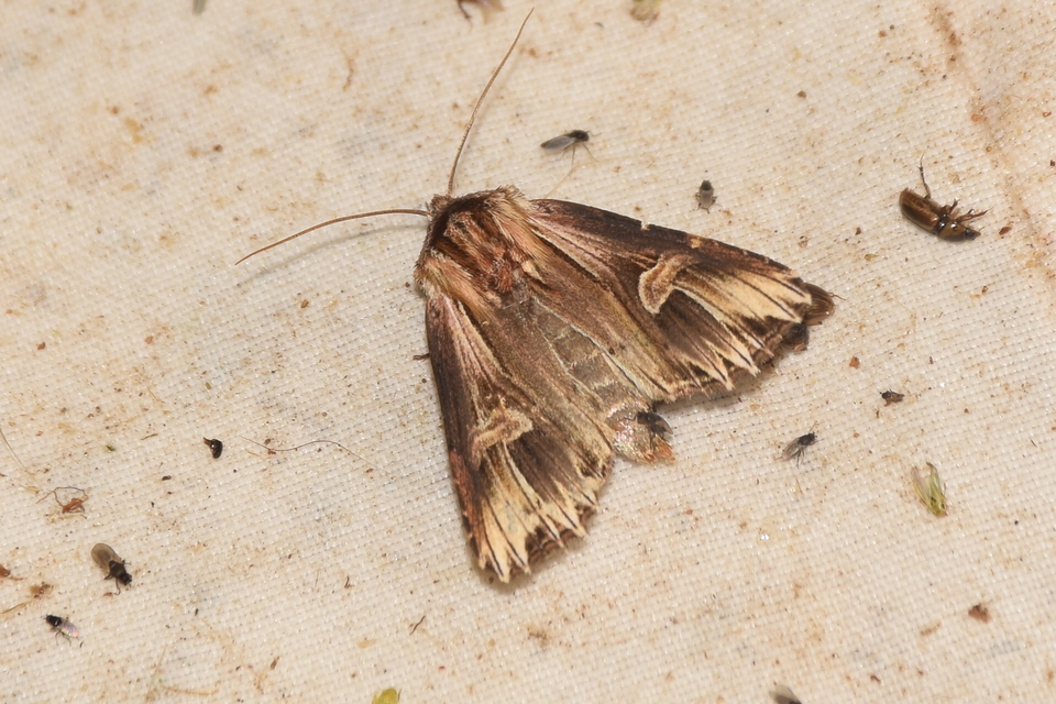 Actinotia polyodon - nagy sugarasbagoly