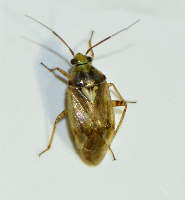 Lygus rugulipennis - molyhos mezeipoloska