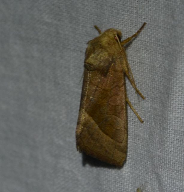Hydraecia micacea - csillogó acsalapubagoly