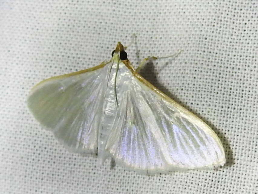 Palpita vitrealis - hófehér tűzmoly