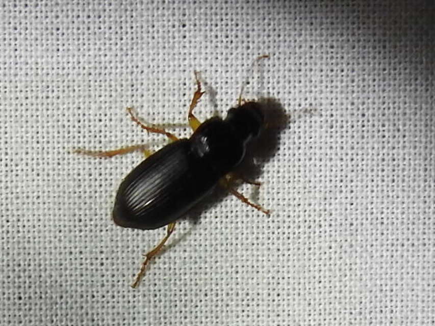 Harpalus griseus - kis selymesfutó