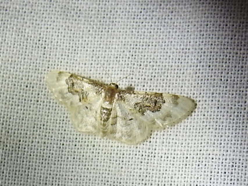 Idaea rusticata - tarka apróaraszoló