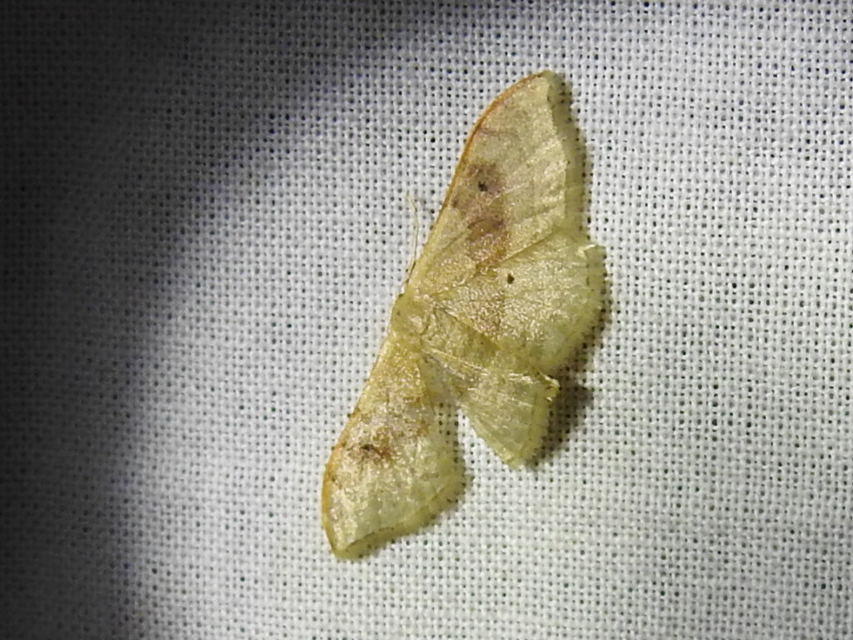 Idaea degeneraria - barnasávos araszoló