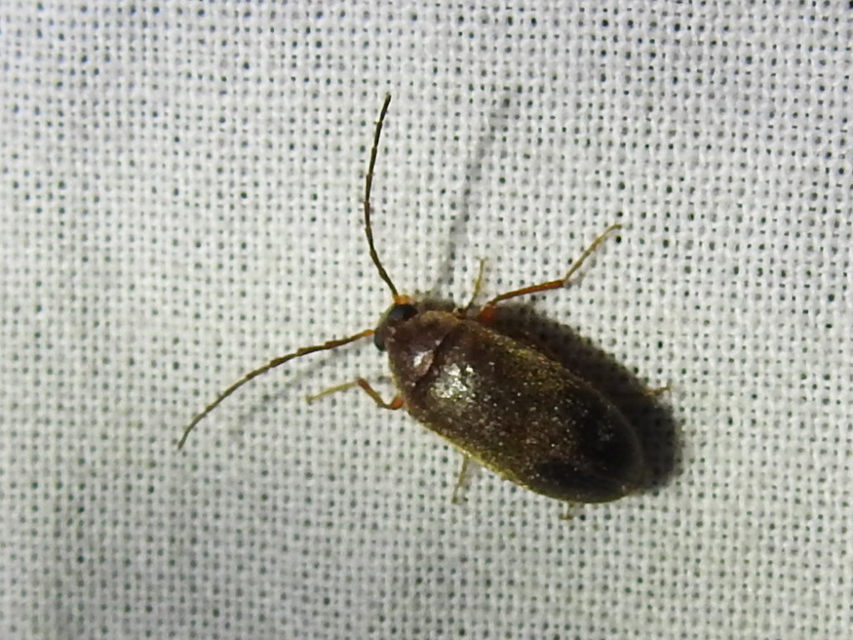 Hymenalia rufipes - rőtlábú alkonybogár