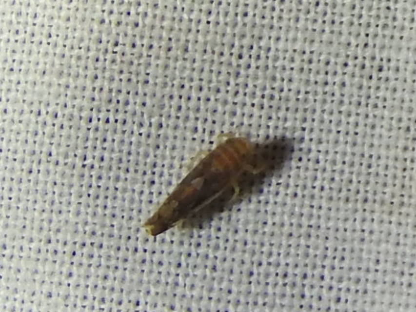 Scaphoideus titanus
