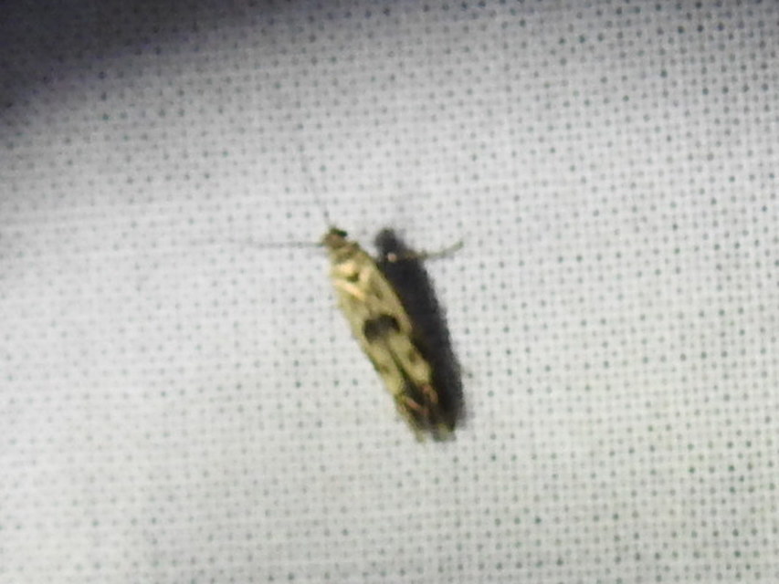 Scythris limbella - parajfonó zöldmoly