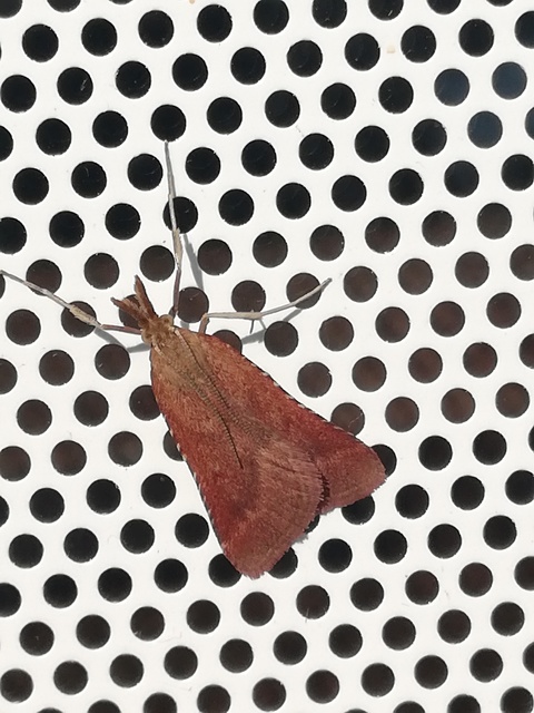 Synaphe punctalis - hosszúlábú fényilonca