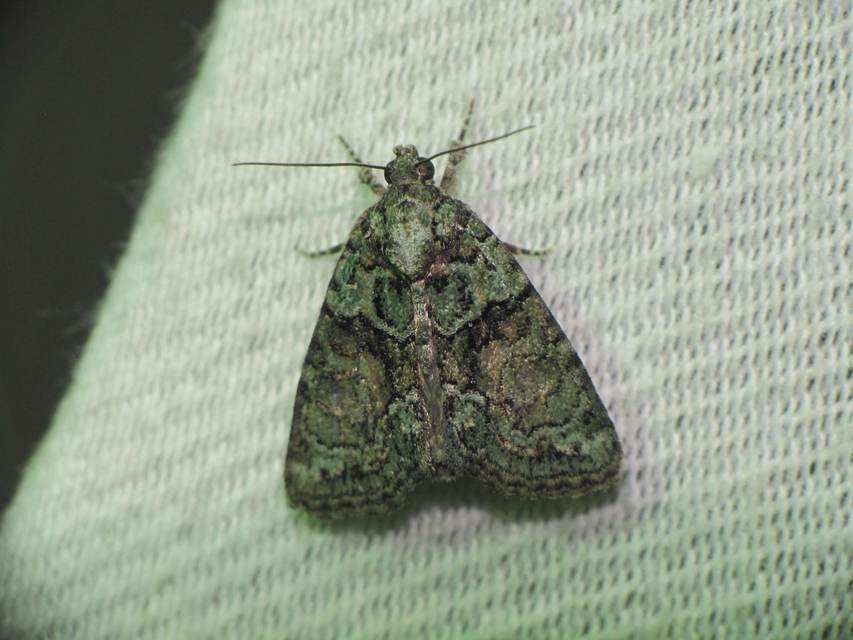 Cryphia algae - sárgászöld zuzmóbagoly