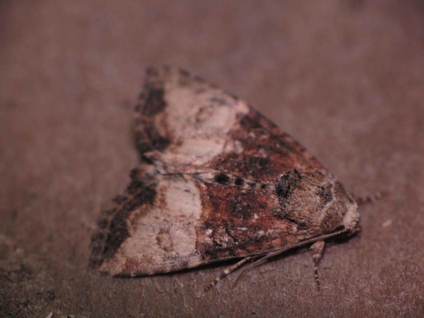 Mesoligia furuncula - kétszínű dudvabagoly