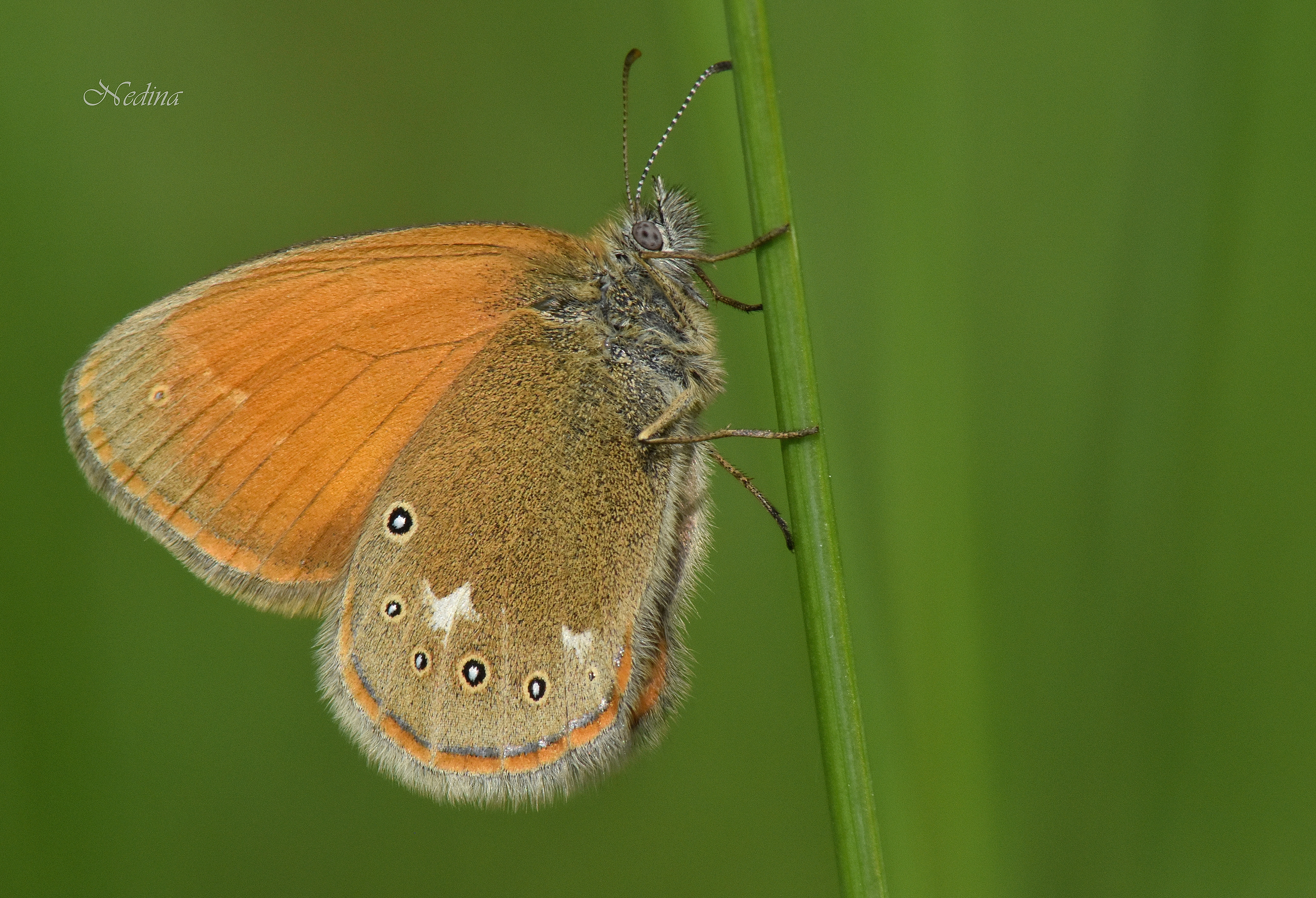 Coenonympha glycerion - közönséges szénalepke