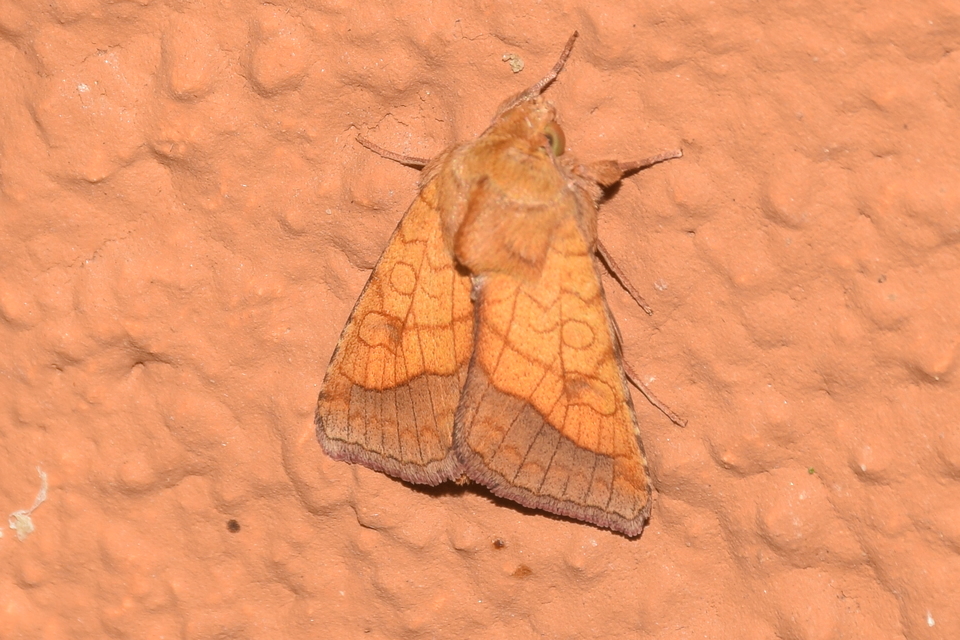 Pyrrhia umbra - iglicebagoly