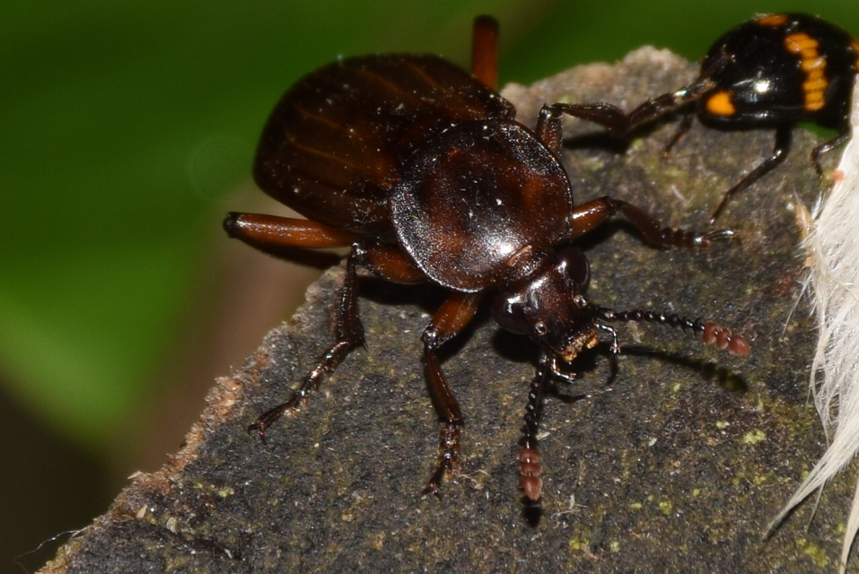 Necrodes littoralis - nagy dögbogár