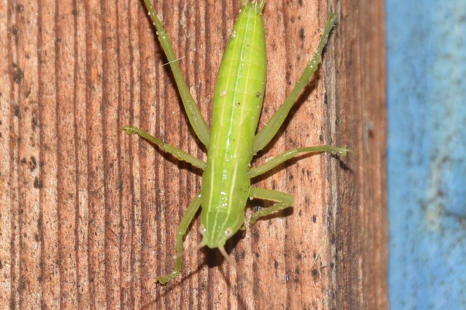 Ruspolia nitidula - nagy kúpfejűszöcske