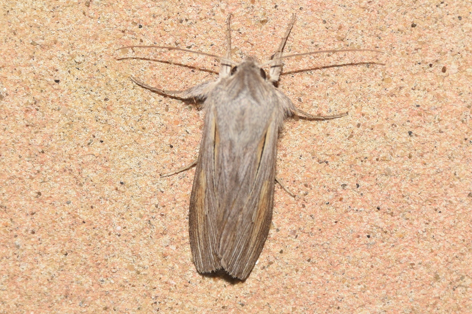 Cucullia balsamitae - homoki csuklyásbagoly