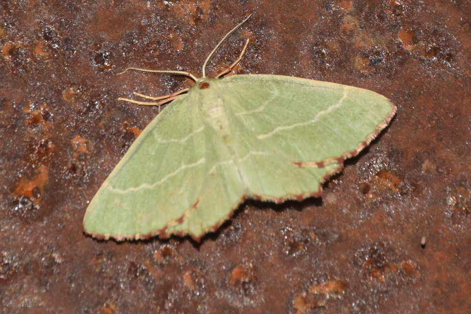 Thalera fimbrialis - csipkésszélű zöldaraszoló
