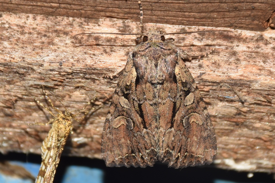 Lacanobia thalassina - borbolya-kertibagoly