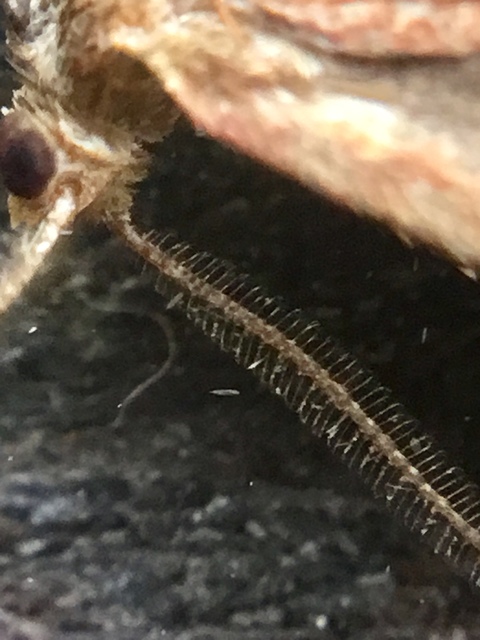Synaphe punctalis - hosszúlábú fényilonca