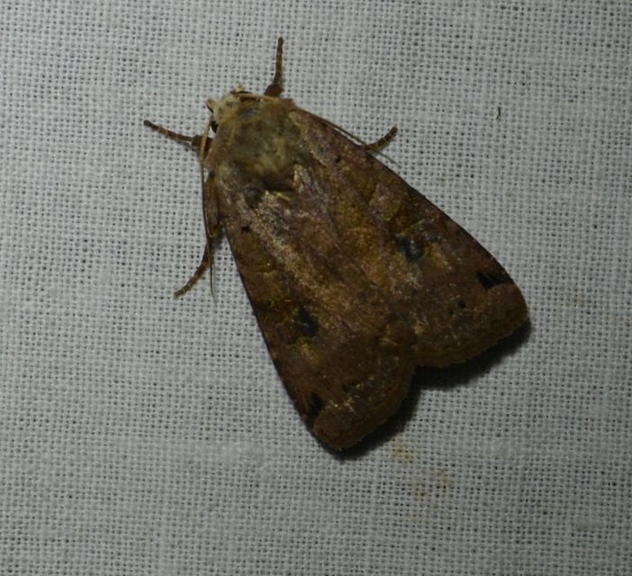 Noctua pronuba - nagy sárgafűbagoly