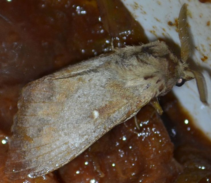 Dendrolimus pini - fenyőpohók
