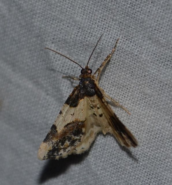 Ligdia adustata - barna levélaraszoló