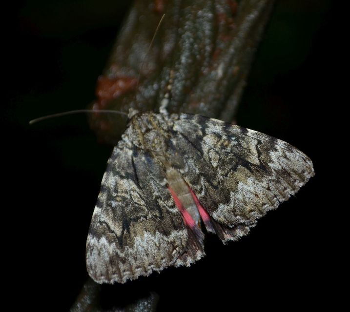 Catocala promissa - kis tölgyfa-övesbagoly