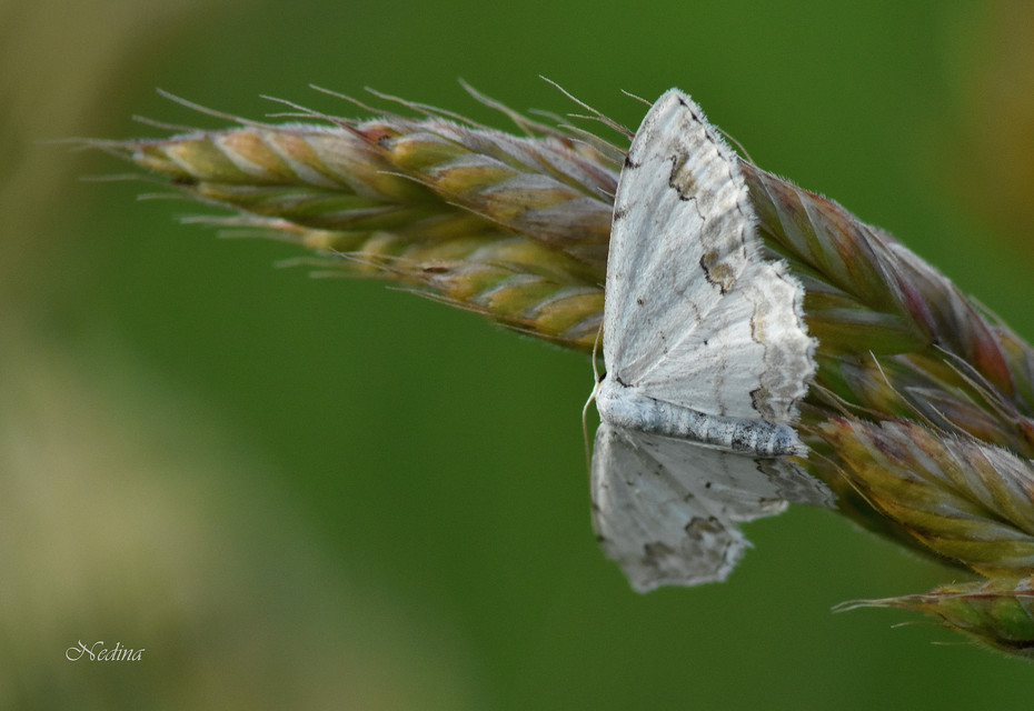 Scopula ornata - díszes fehéraraszoló