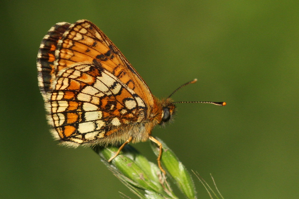 Melitaea athalia - közönséges tarkalepke