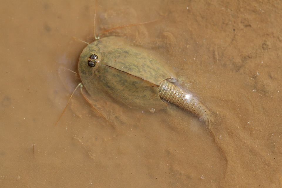 Triops cancriformis - nyári pajzsosrák