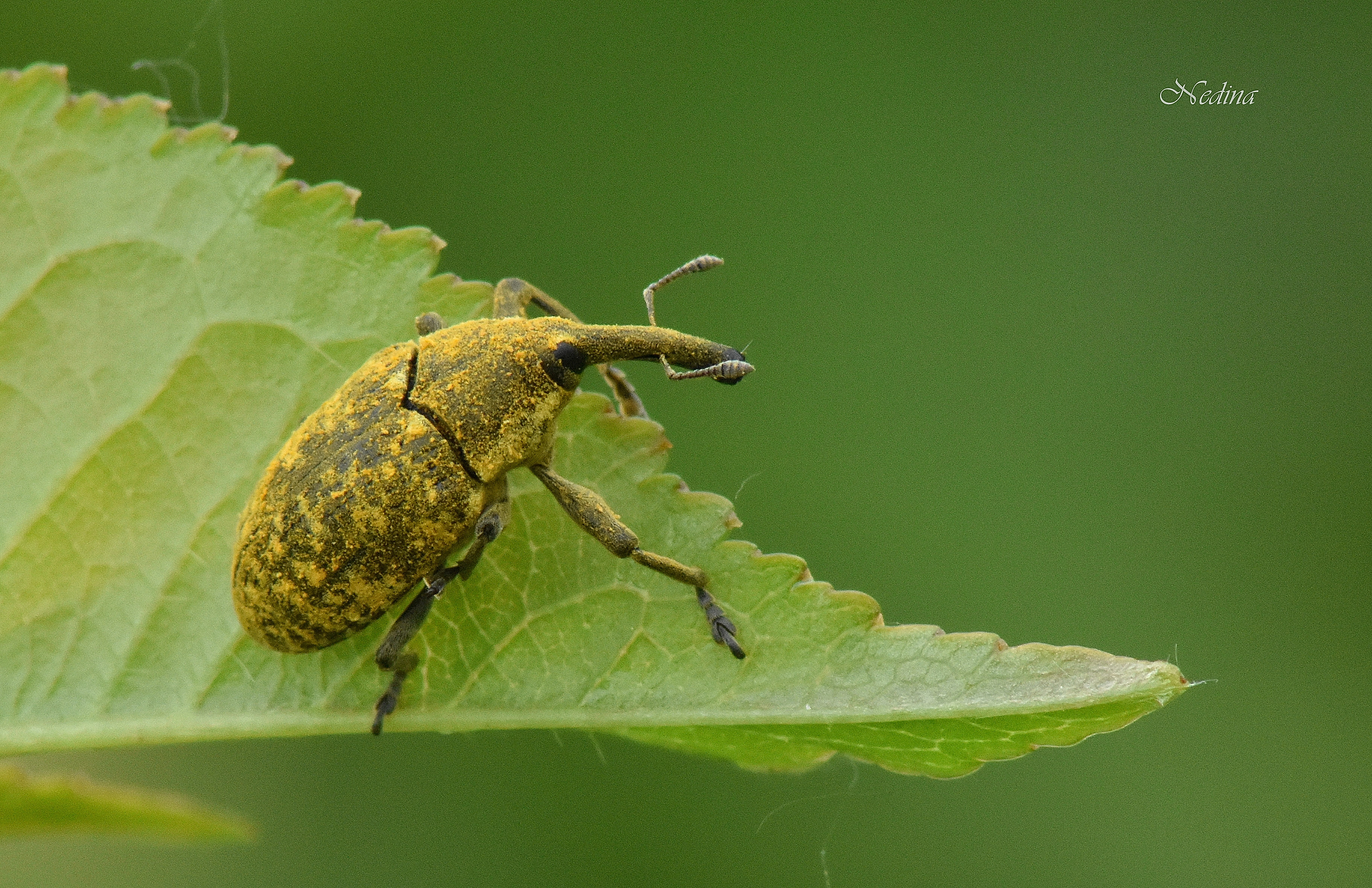 Larinus iaceae - sávosnyakú púderbarkó