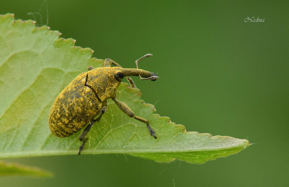 Larinus iaceae - sávosnyakú púderbarkó