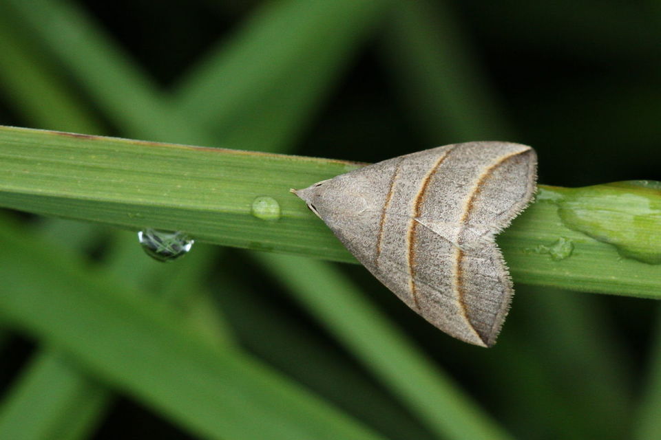 Colobochyla salicalis - háromsávos törpebagoly