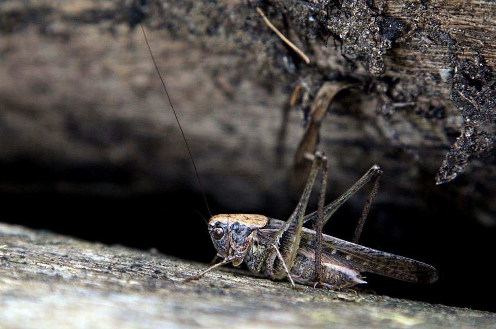 Platycleis
