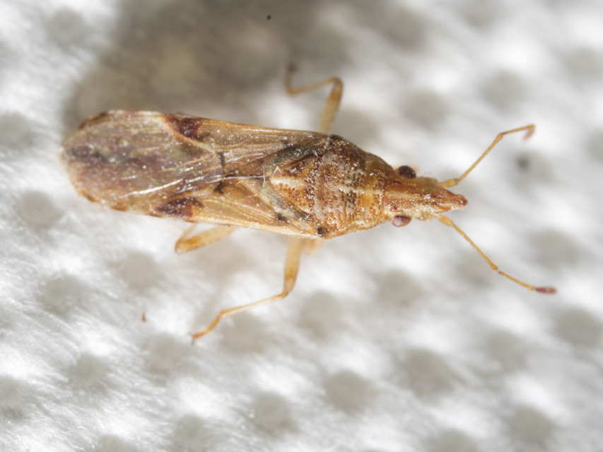 Belonochilus numenius - amerikai platánbodobács