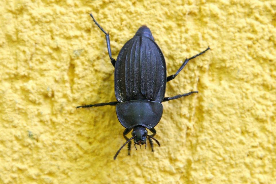 Silpha carinata - karimás dögbogár