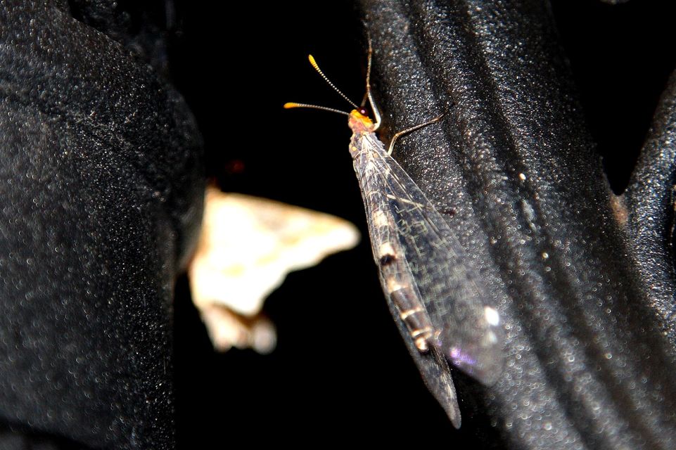 Megistopus flavicornis - kétfoltos hangyaleső