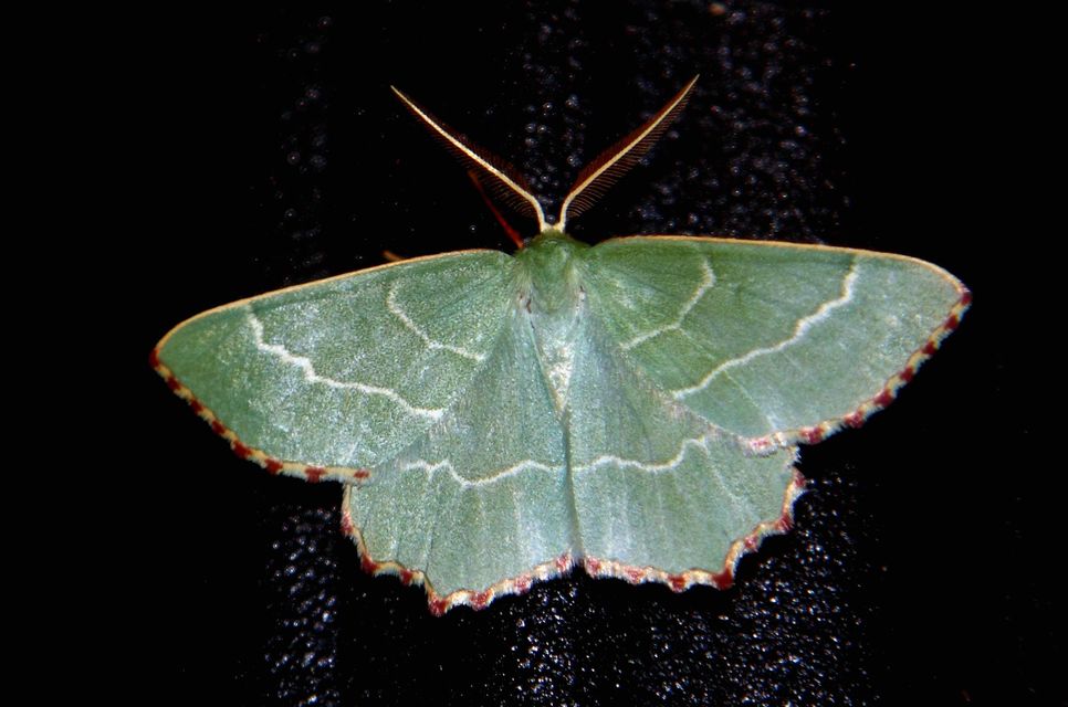 Thalera fimbrialis - csipkésszélű zöldaraszoló