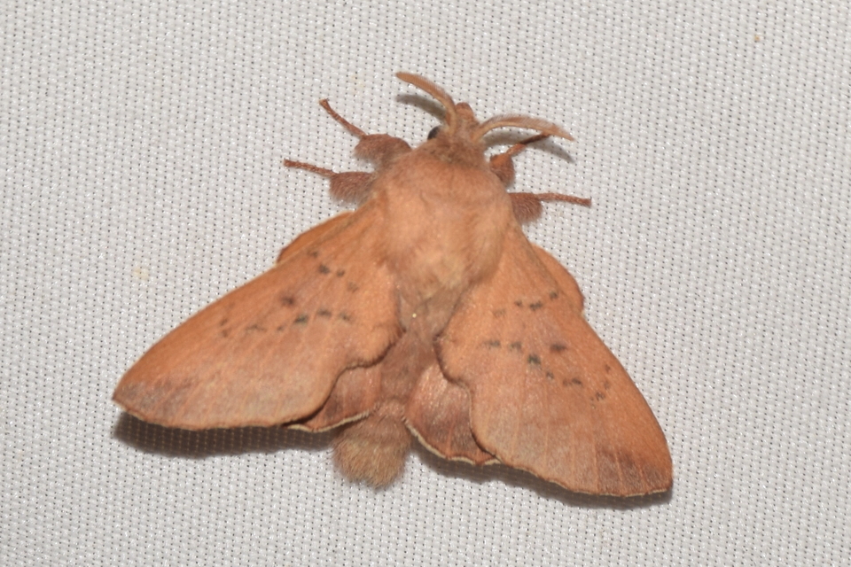 Phyllodesma tremulifolia - nyárlevélpohók